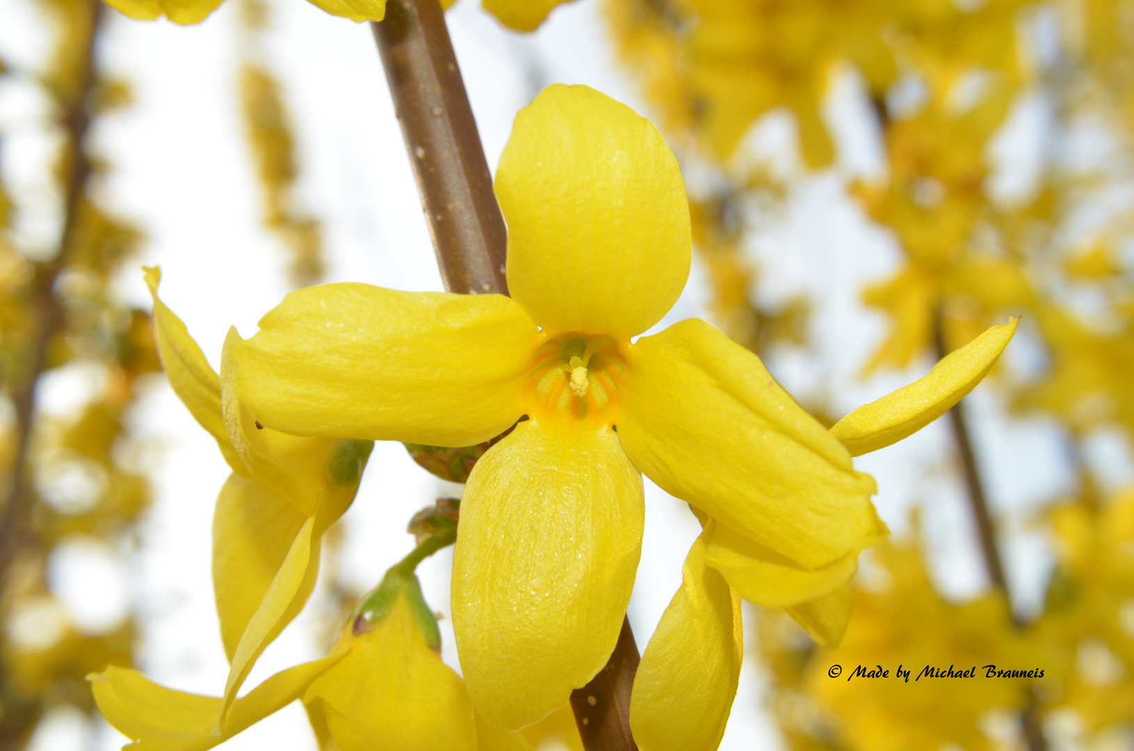 Tausend wunderschöne Blüten