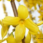 Tausend wunderschöne Blüten