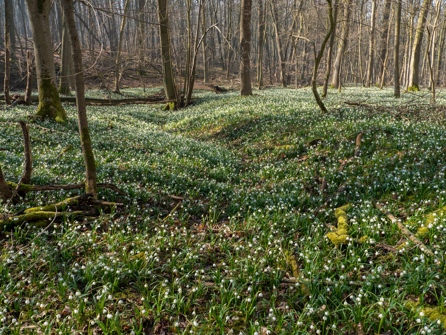 Tausende Blüten im Blütengrund