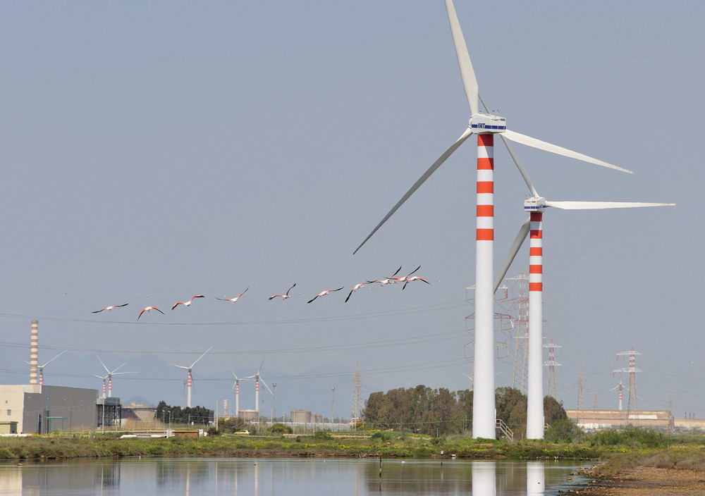 Tausende Flamingos leben zwischen den Industrieanlagen Cagliaris