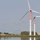 Tausende Flamingos leben zwischen den Industrieanlagen Cagliaris