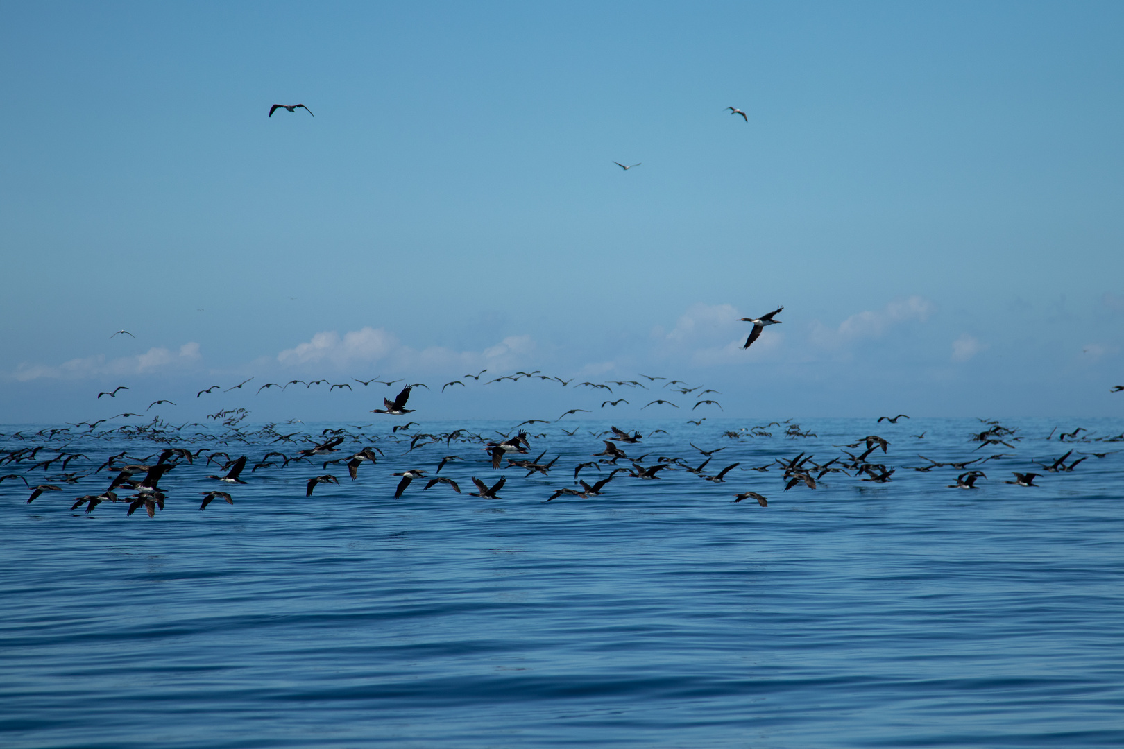 tausende Gänse