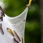 Tausende Gespinstmotten spinnen einen ganzen Baum