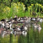 Tausende Graugänse auf dem Zwanenwater...
