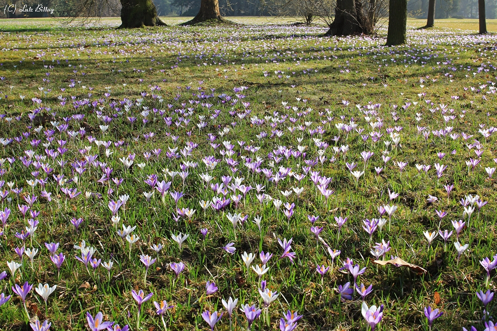 Tausende Krokusse