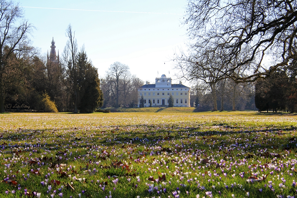 Tausende Krokusse vor Schloss Wörlitz