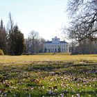 Tausende Krokusse vor Schloss Wörlitz