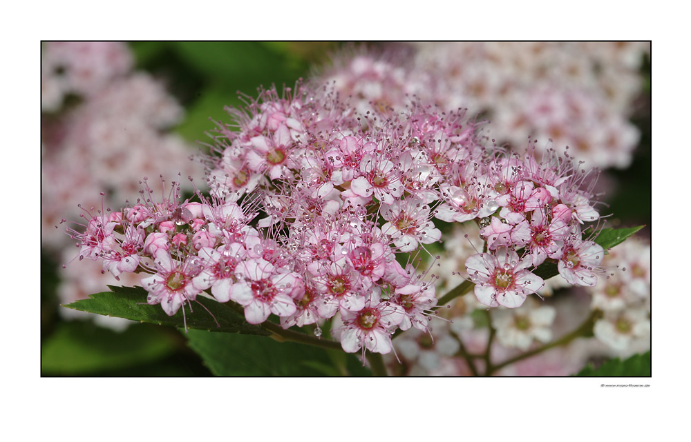 Tausende rosa Blüten