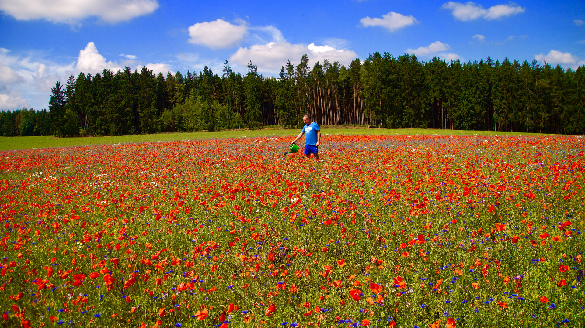 Tausende rote Mohnblumen warten auf mein Wasser