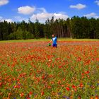 Tausende rote Mohnblumen warten auf mein Wasser