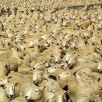 Tausende Schafe