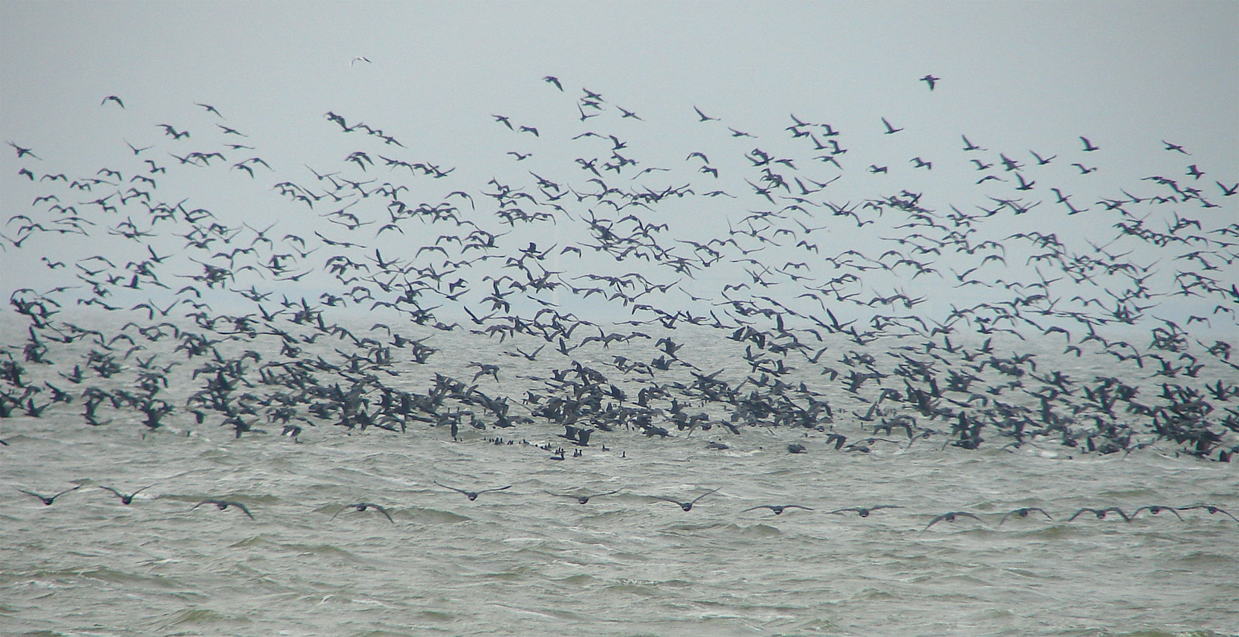 Tausende von Kormoranen auf dem Ijsselmeer