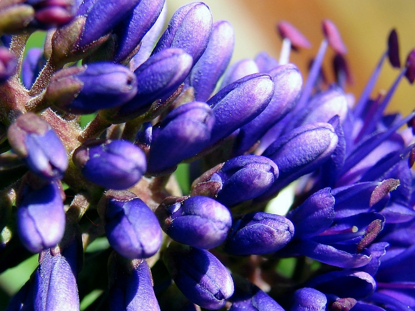 tausende von winzigen Blüten