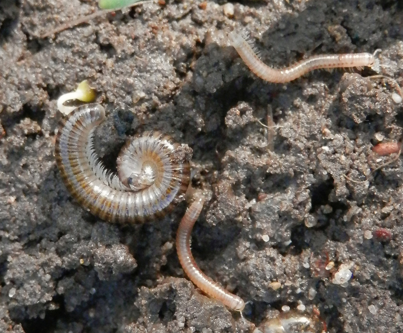 Tausendfüßer im heimischen Garten - Leben in der Unterwelt