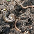 Tausendfüßer im heimischen Garten - Leben in der Unterwelt