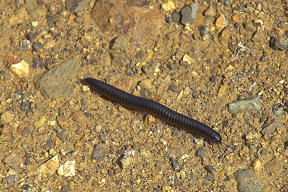 Tausendfüsser - Myriapoda