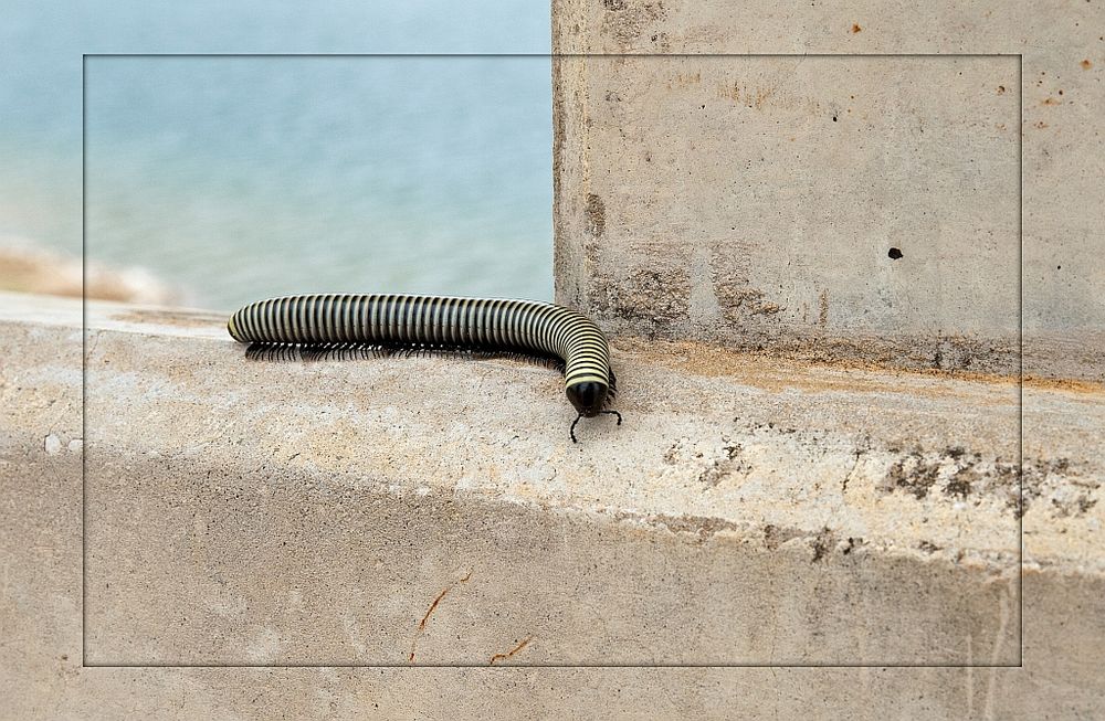 Tausendfüßer (Myriapoda) schwarz-gelb gebändert