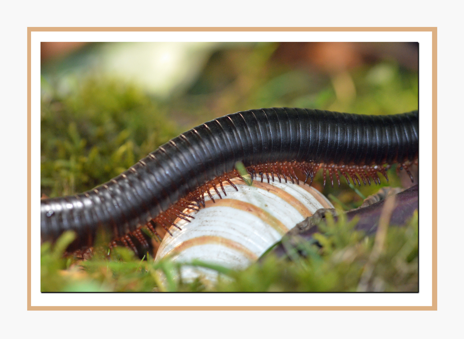 Tausendfüßler Foto & Bild natur, zoo, tiere Bilder auf