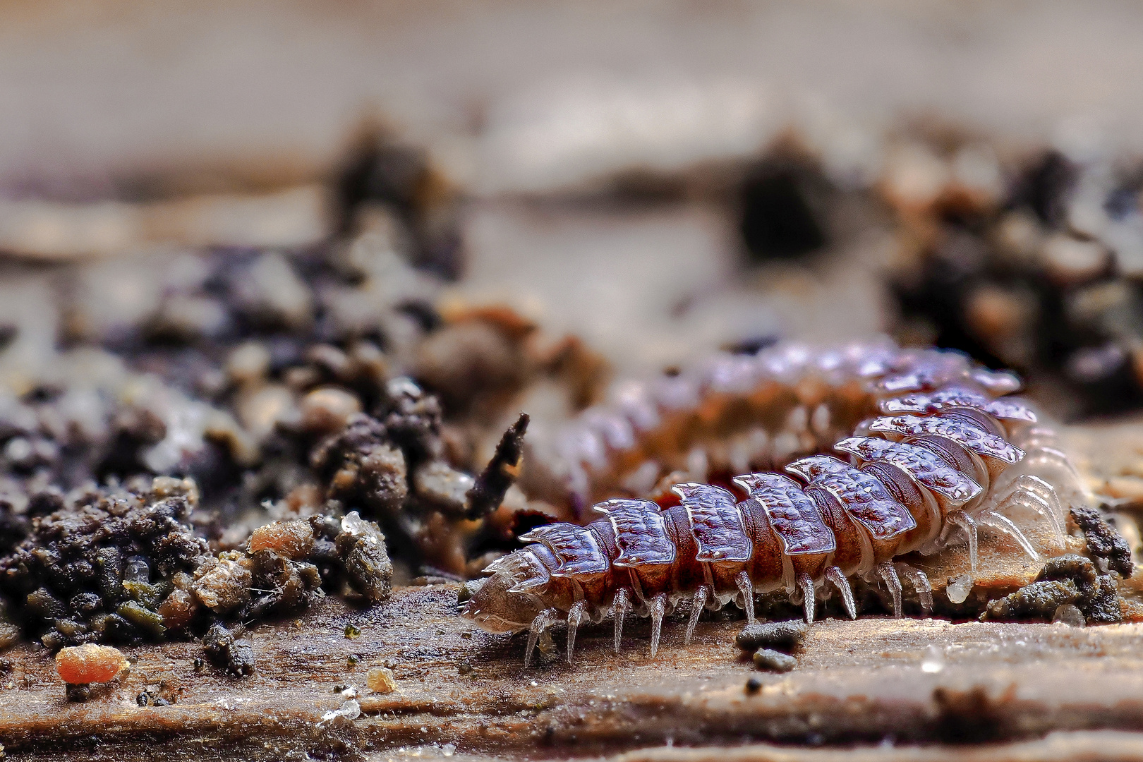 Tausendfüßler Foto &amp; Bild | tiere, wildlife, insekten Bilder auf ...