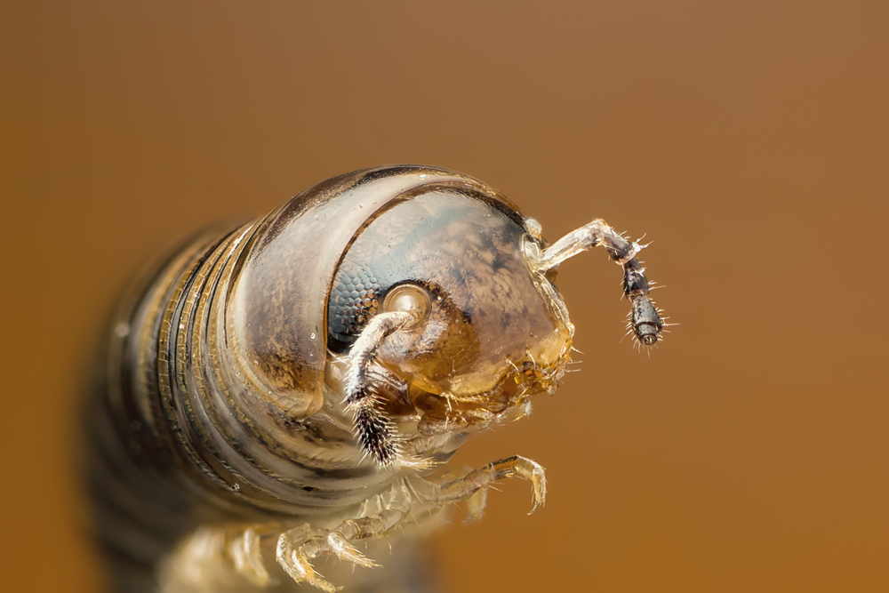 Tausendfüssler Foto & Bild | tiere, tierdetails, makro Bilder auf