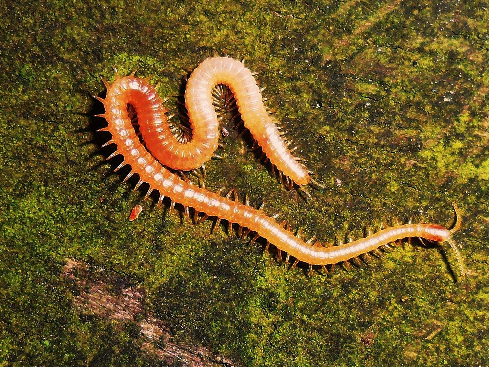 &amp;quot;Tausendfüßler&amp;quot; Foto &amp; Bild | tiere, wildlife, insekten Bilder auf ...