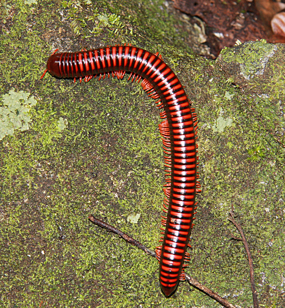 Tausendfuessler Tausendfuessler
