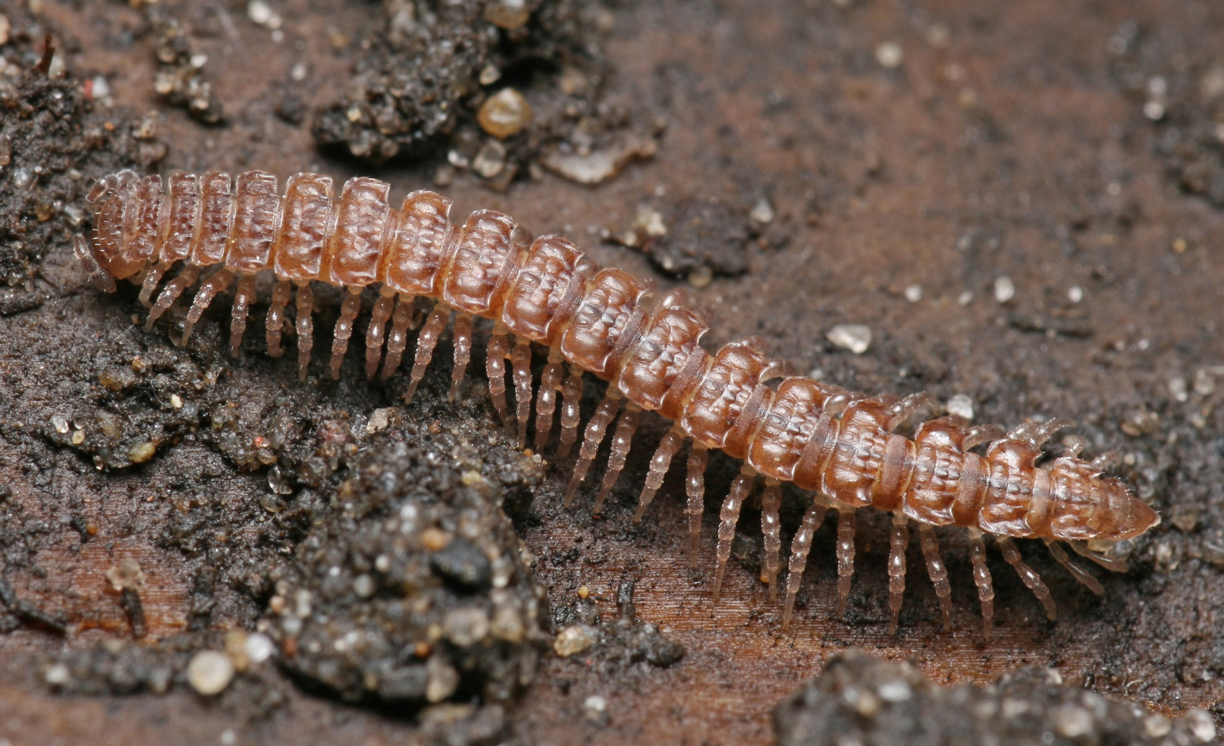 Tausendfüssler Foto & Bild tiere, wildlife, insekten Bilder auf