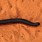 Tausendfüßler in der Kalahari