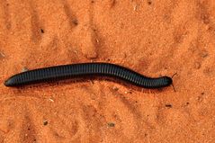 Tausendfüßler in der Kalahari