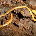 Tausendfüßler in der Lavahöhle Cueva del Viento auf Teneriffa