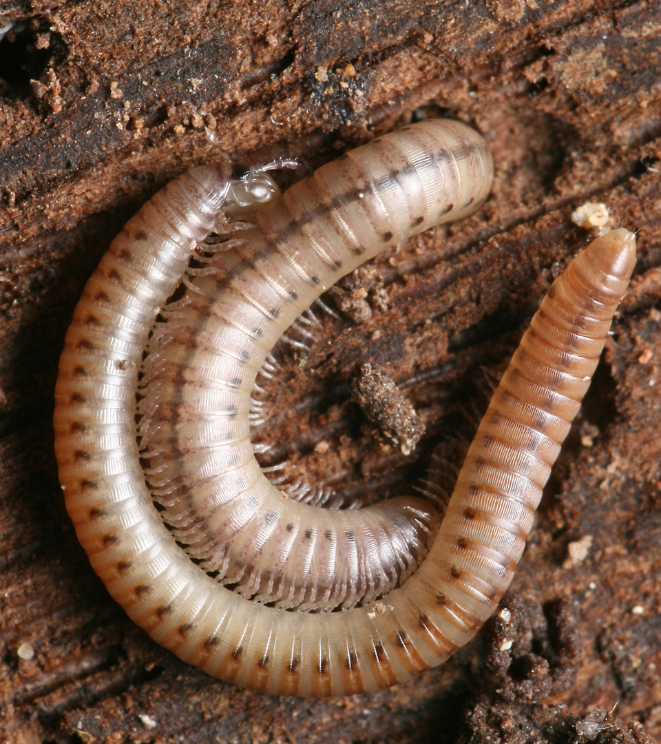 Tausendfuessler