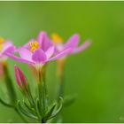 tausendgüldenkraut (centaurium).....