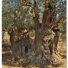 Tausendjährigen Olivenbäumen