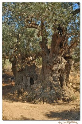 Tausendjährigen Olivenbäumen