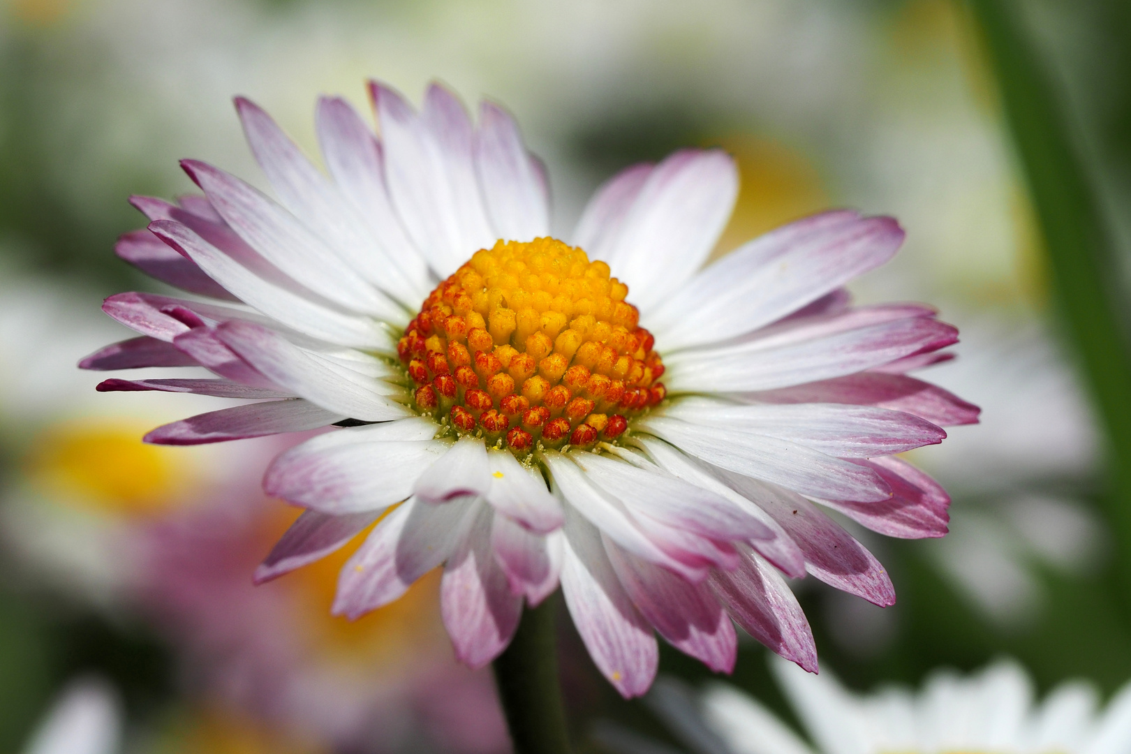 Tausendschön Foto & Bild makro, natur, blume Bilder auf
