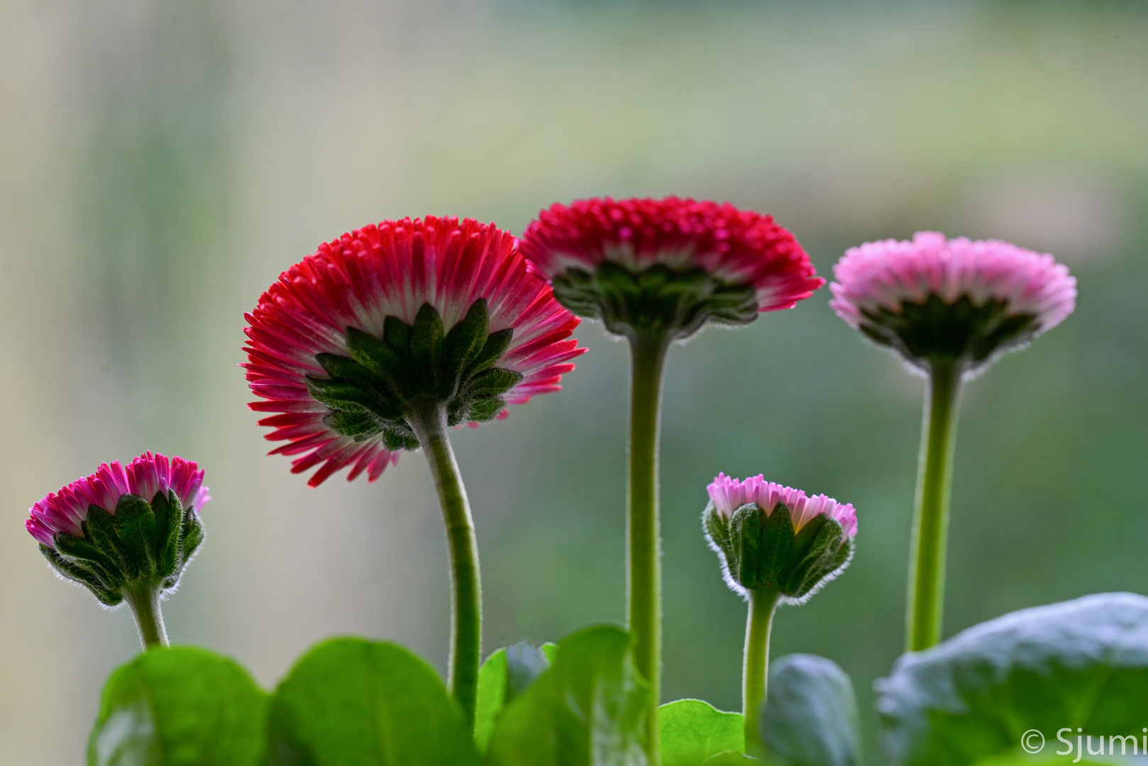 Tausendschön Foto & Bild | pflanzen, pilze & flechten, blüten ...
