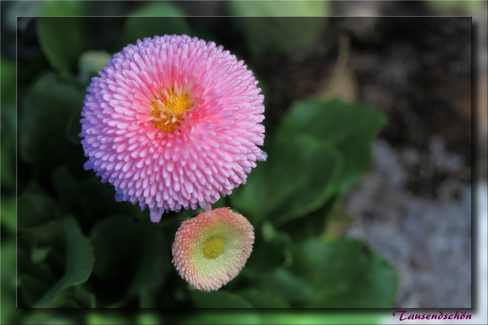 Tausendschön Foto & Bild pflanzen, pilze & flechten, blüten