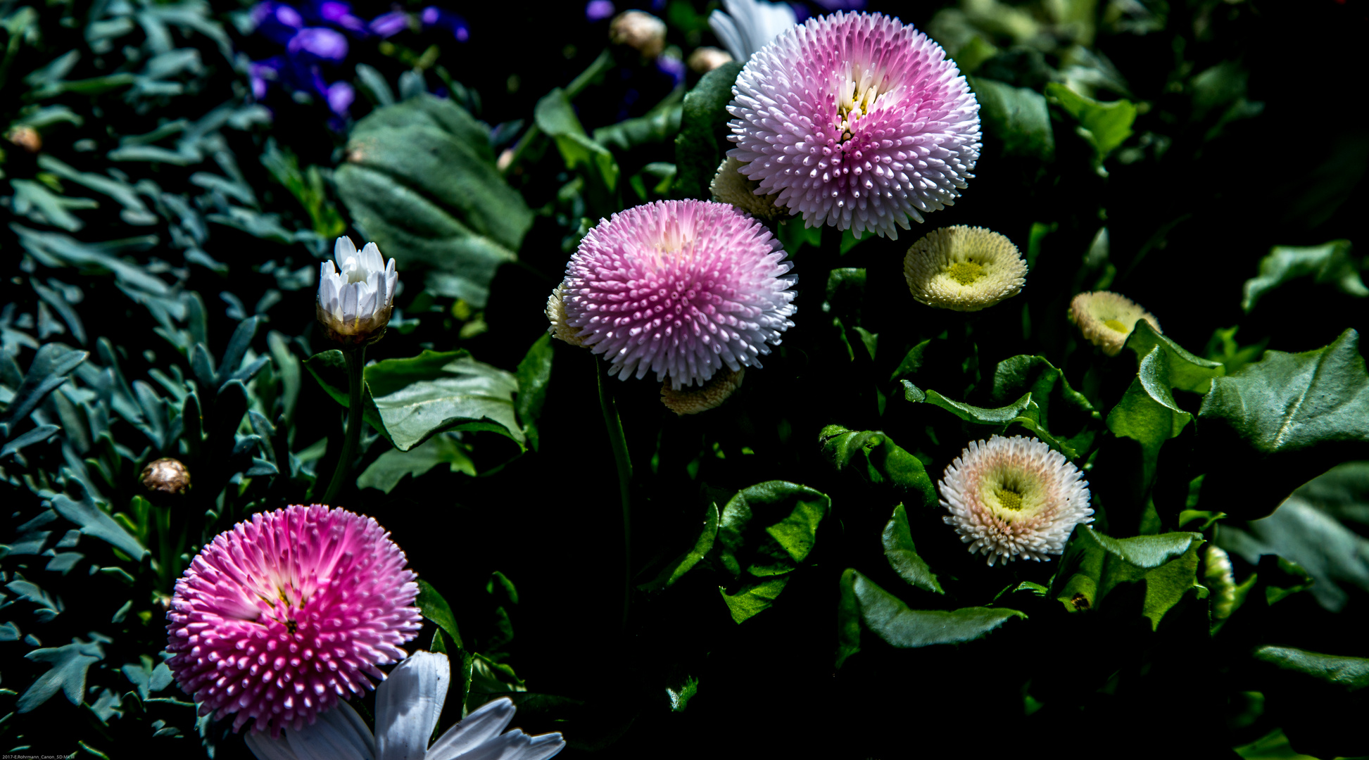 Tausendschön / Bellis perennis Foto & Bild blumen im garten, pflanze