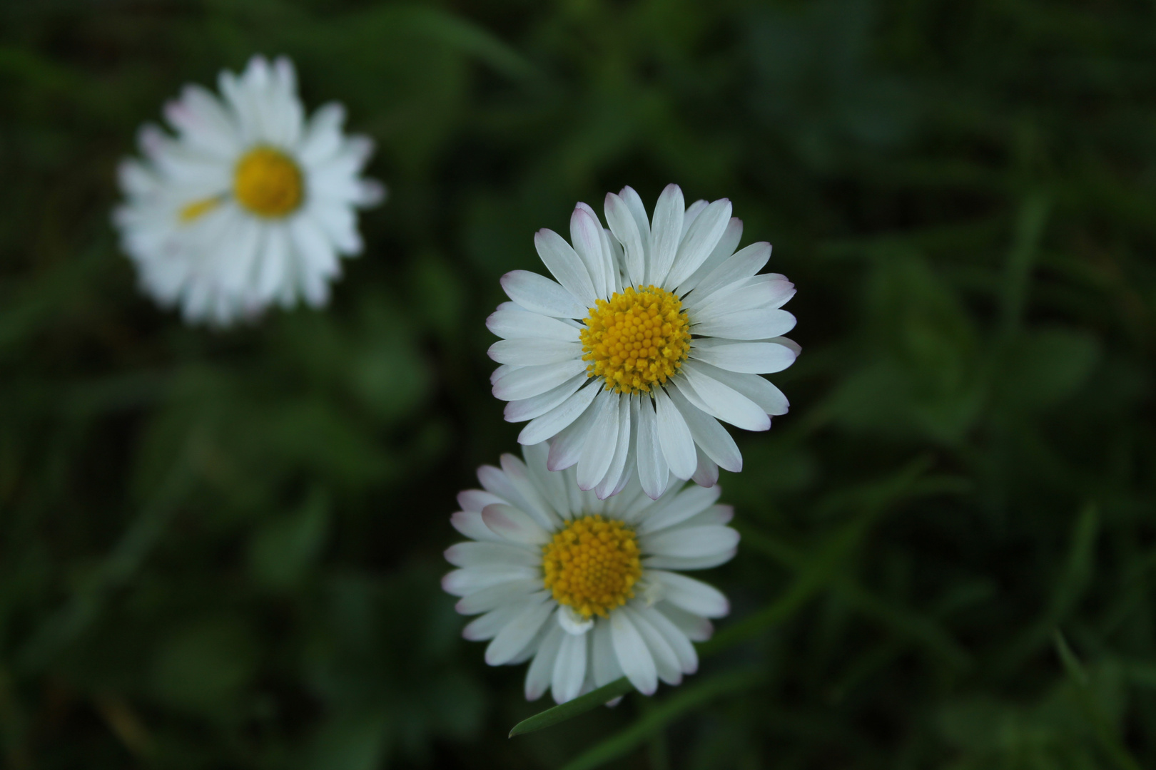 "Tausendschön", "Bellis perennis" oder einfach auch nur Gänseblümchen genannt