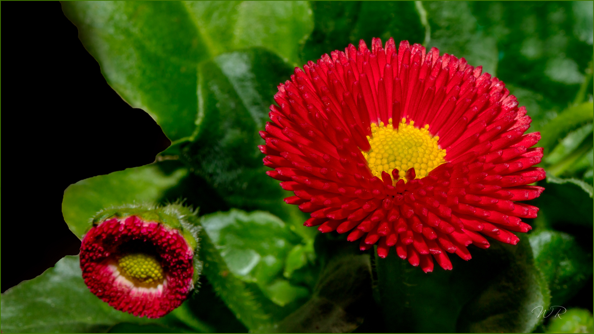 Tausendschön Foto & Bild spezial, frühling, natur Bilder auf