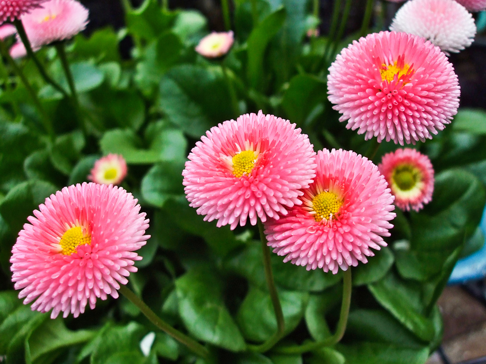 Tausendschön Foto & Bild pflanzen, pilze & flechten, blüten