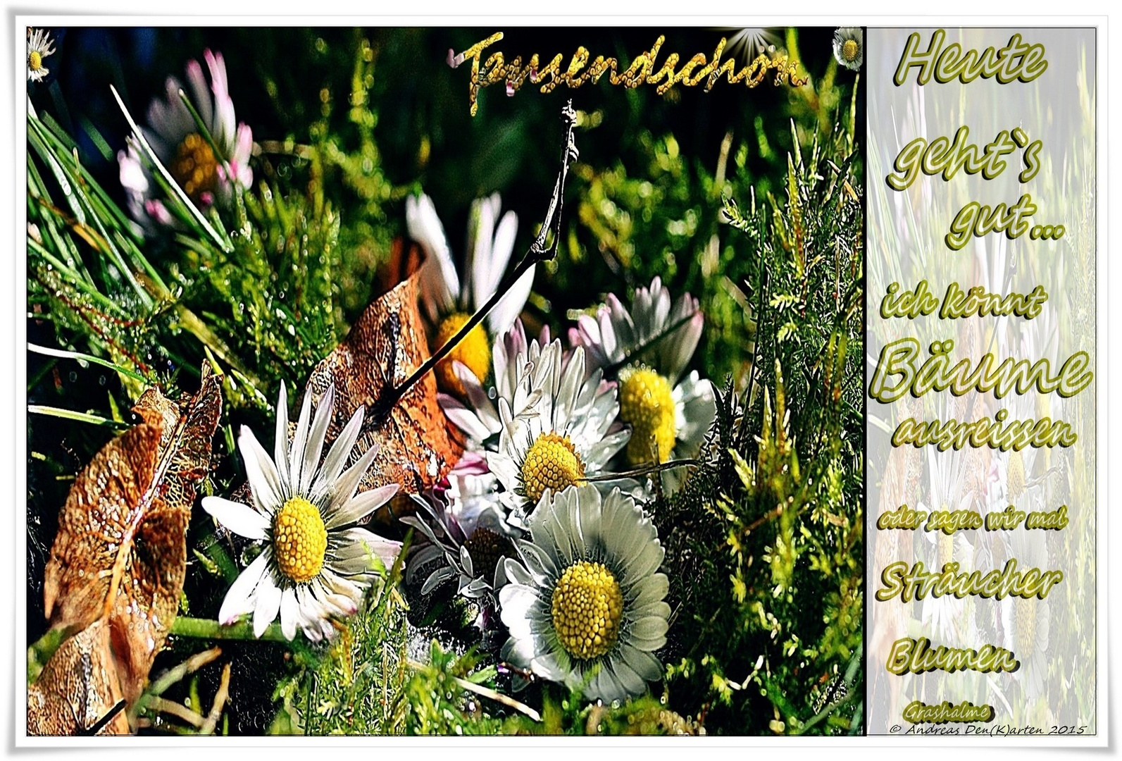 Tausendschön Foto Bild Pflanzen Pilze Flechten