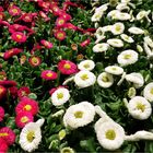 Tausendschönchen ( Bellis perennis)