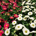 Tausendschönchen ( Bellis perennis)