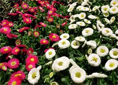 Tausendschönchen ( Bellis perennis)