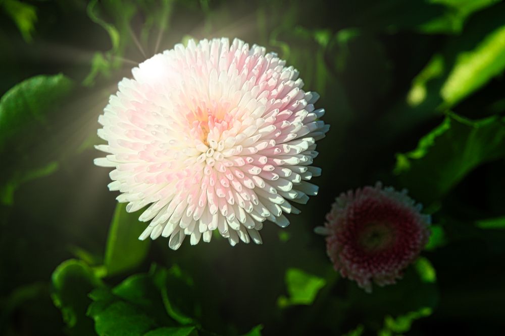 Tausendschönchen - Bellis perennis