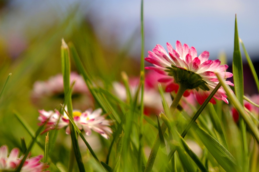 Tausendschöne Gänseblümchen