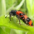 Tautröpfchen hängen morgens am Zottigen Bienenkäfer