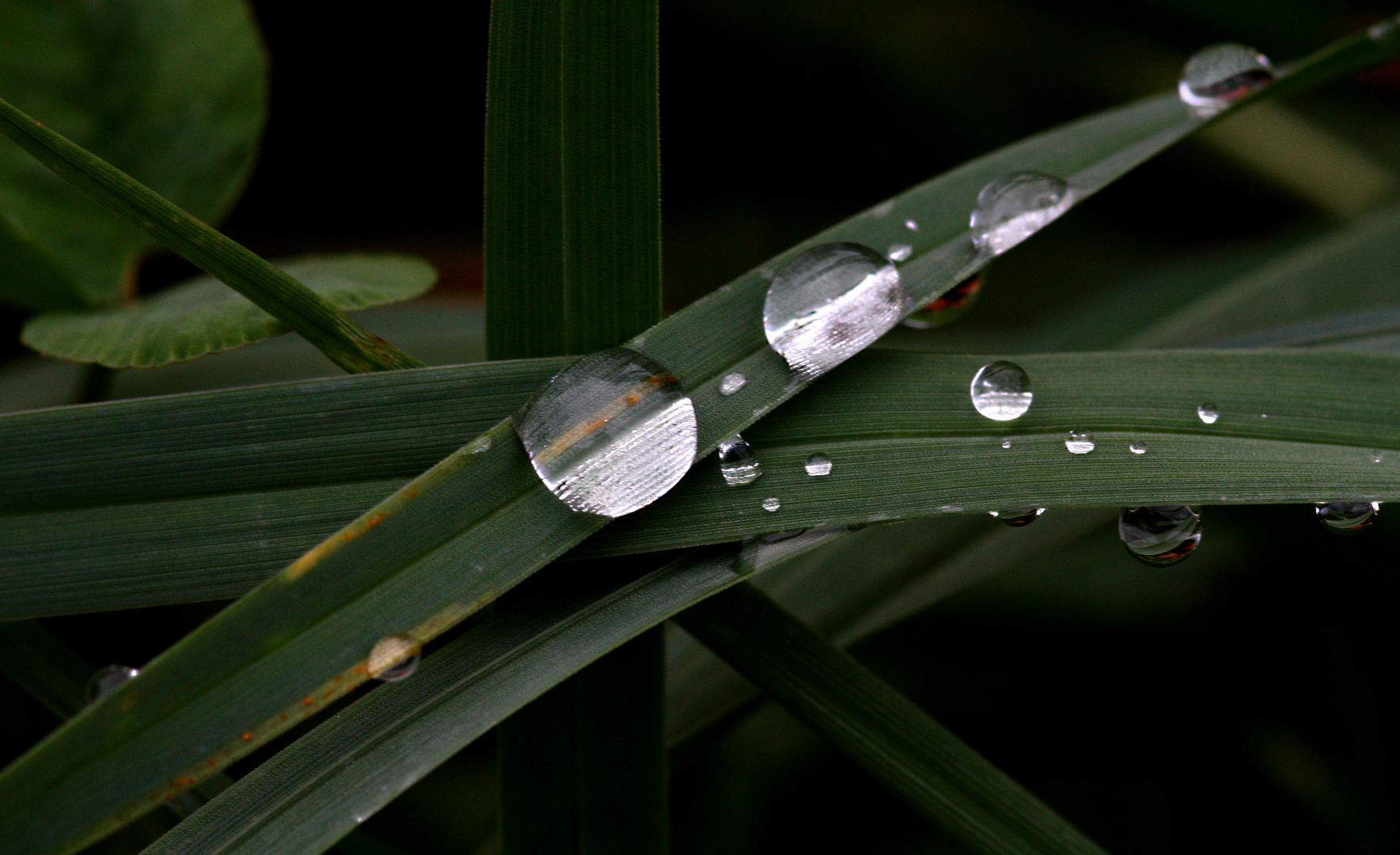 Tautrofen im Herbst...