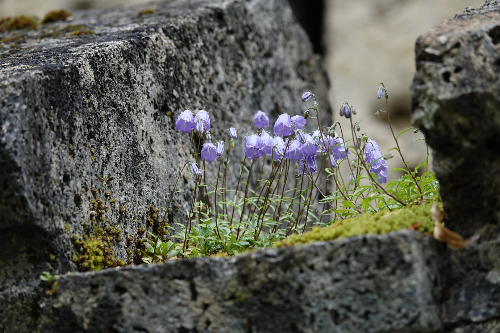 Tautropfen